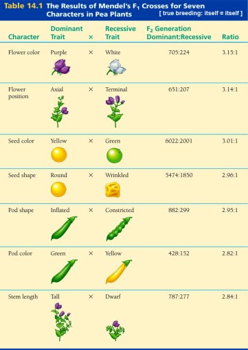 The Results of Mendel's F1 crosses for Seven Characters in Pea Plants